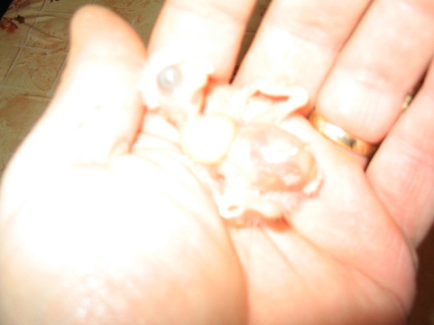 cornichon le 21 fev..JPG