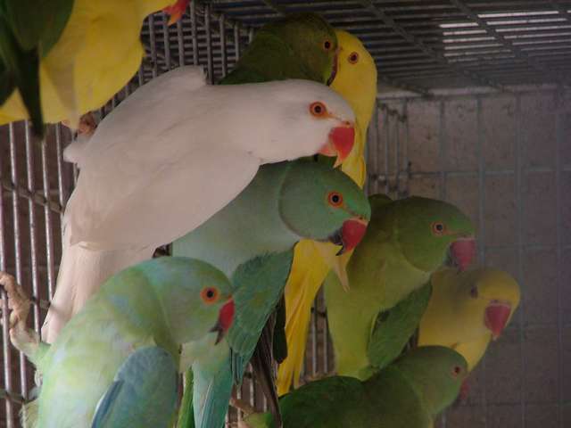 collier_2004. 012.jpg