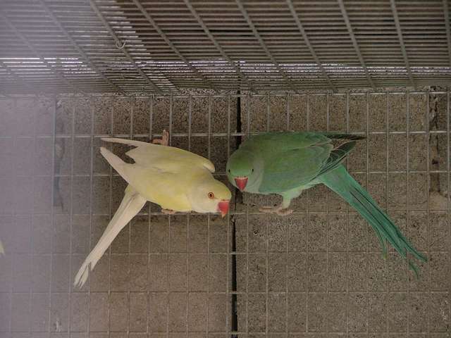 collier_2004. 014.jpg