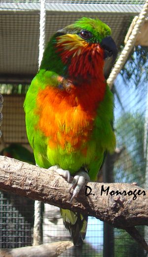 Loro Parque 20.jpg