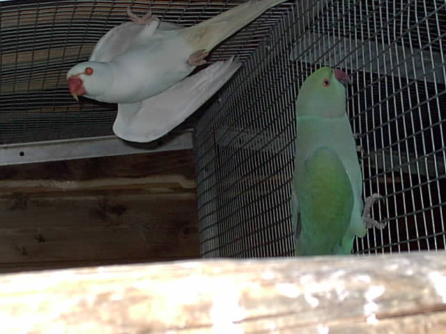 couple albino turquoise.JPG