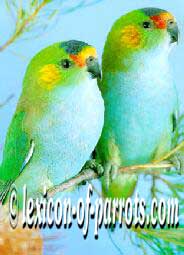 glossopsitta porphyreocephala.jpg