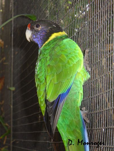 Loro Parque 76.jpg