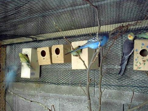 voliÃ¨re anne 18.jpg