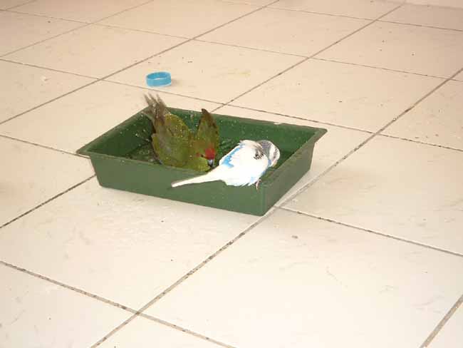 le bain Woopie et Bounty.jpg