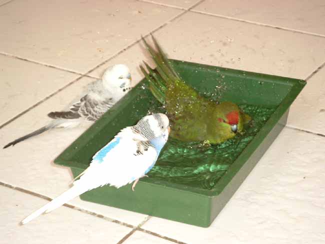 le bain Woopie, Bounty et Lovy1.jpg