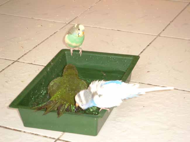 le bain Woopie, Bounty et Fidji.jpg