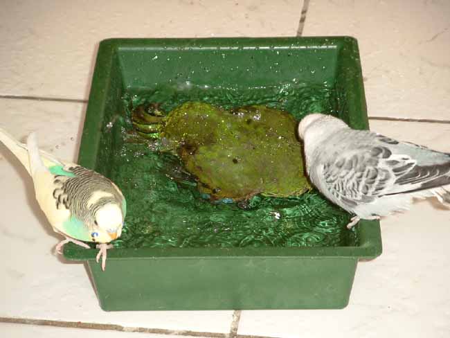 le bain Woopie, Fidji et Lovy.jpg