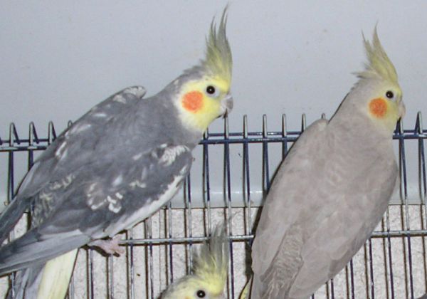 Callos PE 02 2005 2.jpg