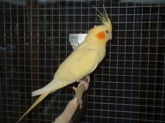 calopsitte jaune 3.jpg