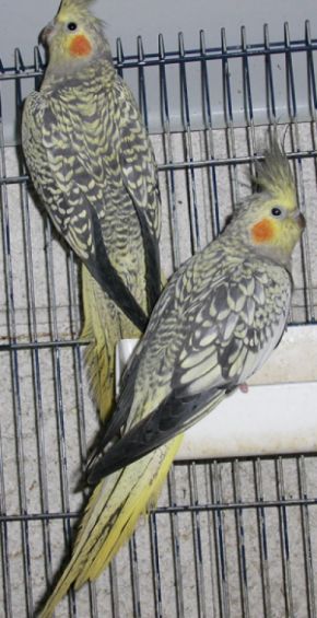 femelles opalines, 01 2005.jpg