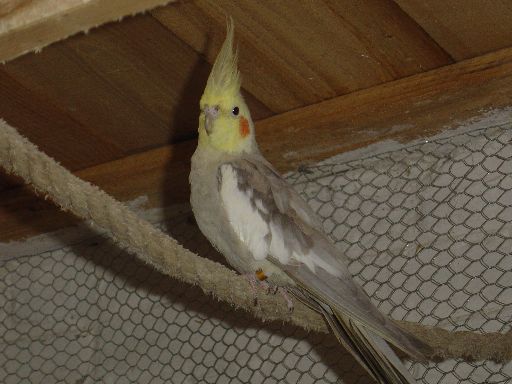 pose des nids 13.03.05 026.jpg