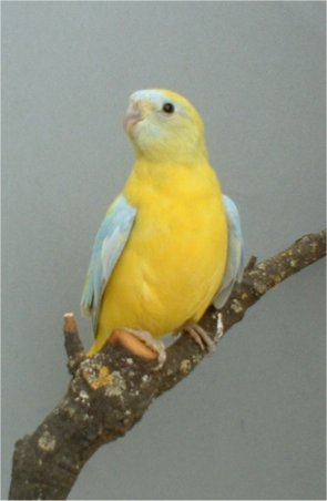 3-femelle turquoisine jaune.jpg