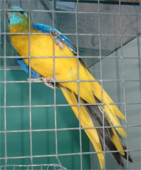 ventre turquoisine.jpg