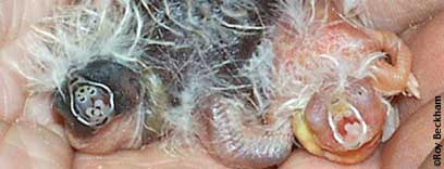 Chestnut Flanked White (CFW) Zebra - Regular_ Continental variety.jpg