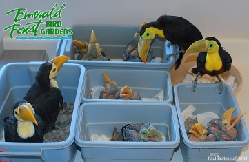 BB toucans 1.jpg