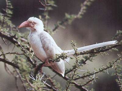 redbilled_albino Tockus erythrohynchus.jpg