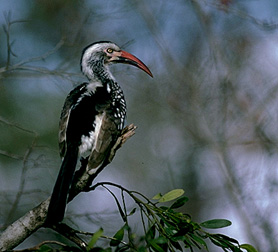 calao Ã  bec rouge.jpg