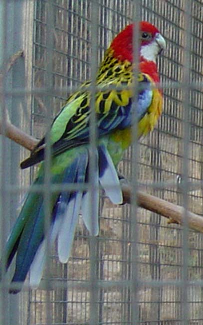 MÃ¢le omni_2005_001.jpg