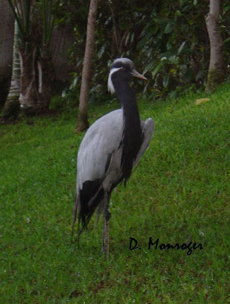 X Loro Parque 406.jpg