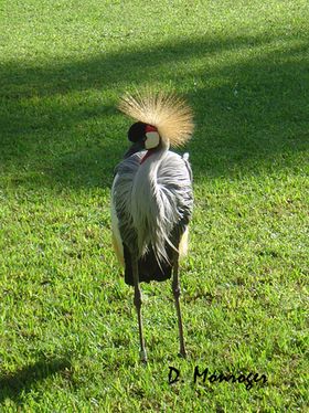 X Loro Parque 491.jpg
