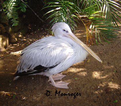 X Loro Parque 125.jpg