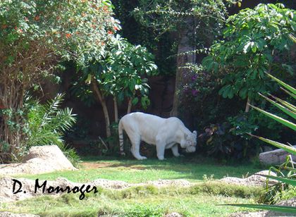 X Loro Parque 065.jpg