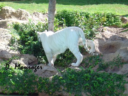 X Loro Parque 060.jpg