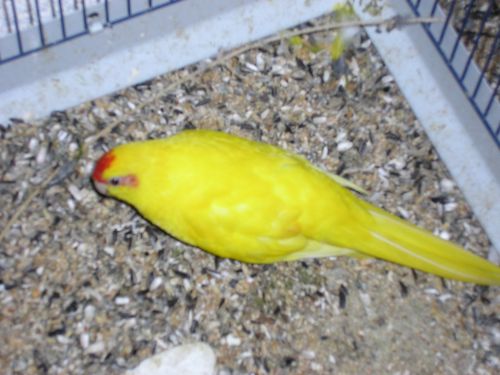 Femelle kakariki PE couple 2 16 03 2005.jpg