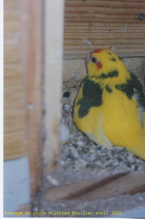 Kakariki jeune femelle PE 2002.jpg