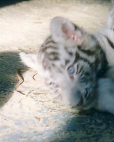 tigre blanc blue eyes.jpg
