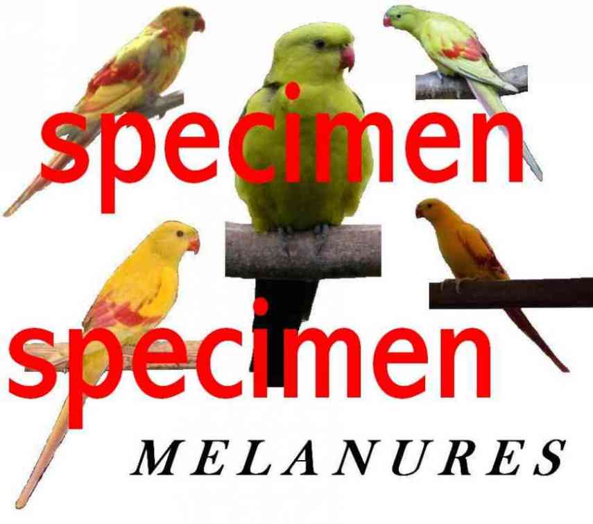 affiche mÃ©lanure specimen.JPG