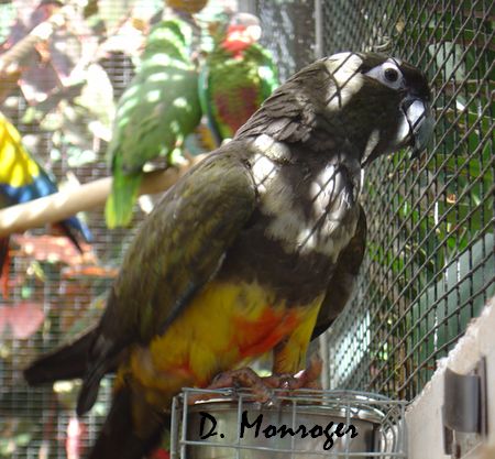 Cyanoliseus patagonus byroni.jpg