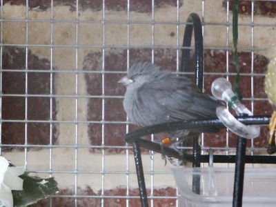 BB queue de vinaigre 2;.jpg