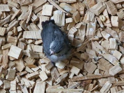 BB queue de vinaigre 1;.jpg