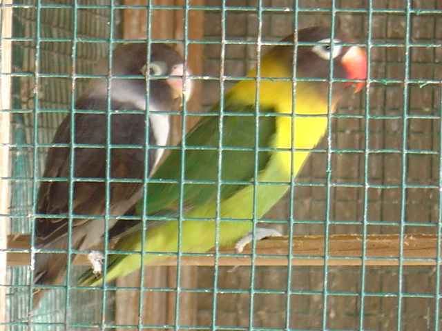 cple mauvexvertefoncé2003.jpg