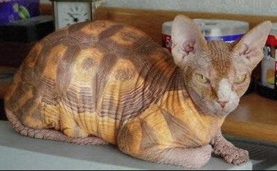 tortue terrestre x chat (sphinx).jpg