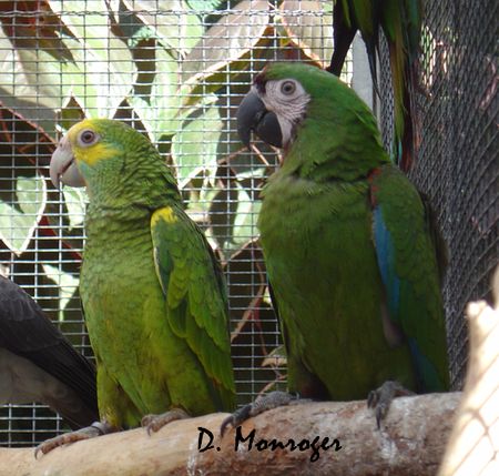 Loro Parque 43.jpg