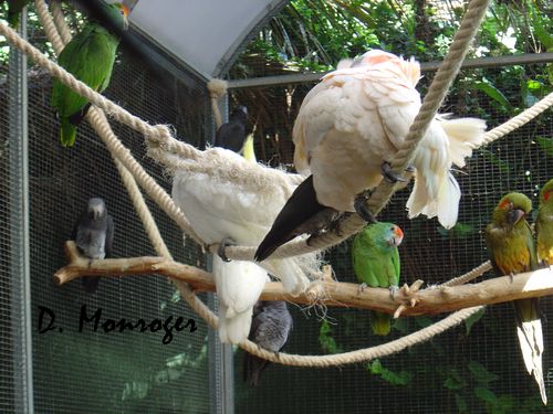 Loro Parque 45.jpg