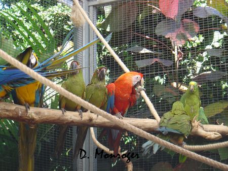 Loro Parque 48.jpg