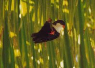 tahiti copy. C Blanvillain.jpg