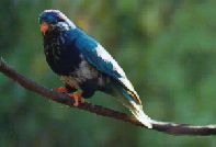 ultrama copy. P. Raust.jpg