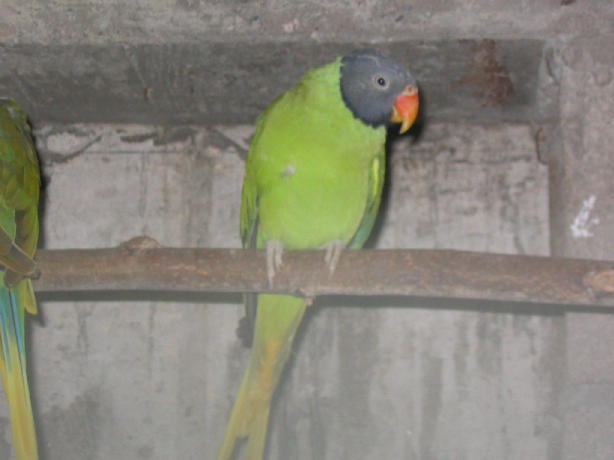 tete ardoise 1,0 (3).JPG