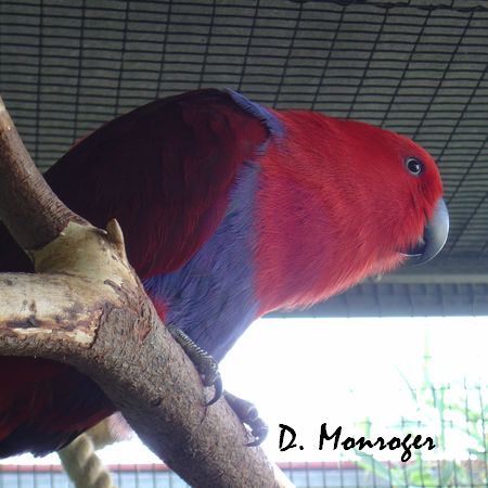 Loro Parque 32.jpg