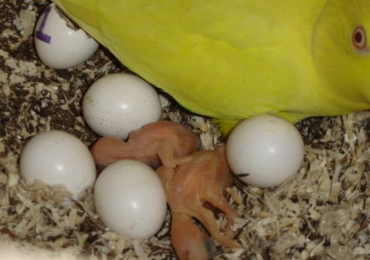 collier 1 jour nÂ°2.jpg