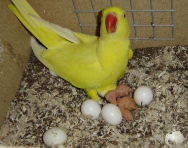 petit collier de 1 jour.jpg