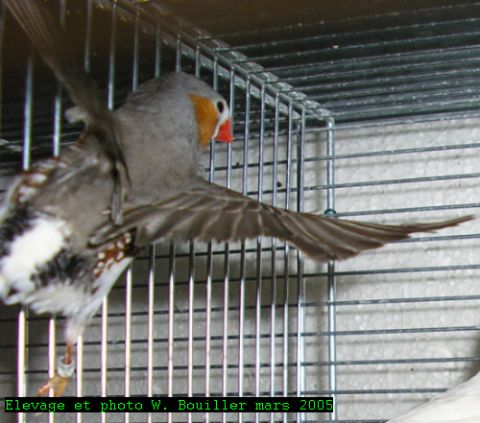 Cple de Mandarins 03 2005.jpg