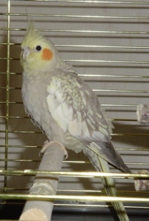 Femelle cinamon perlÃ©e.JPG