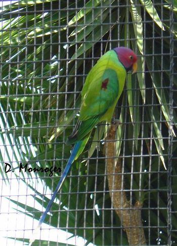 Psittacula cyanocephala.jpg