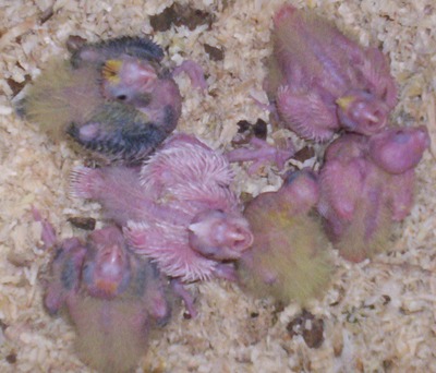 nichée calo cpl 2 + cp7 (2PA +1ALB + 2LUT +1ORD).jpg